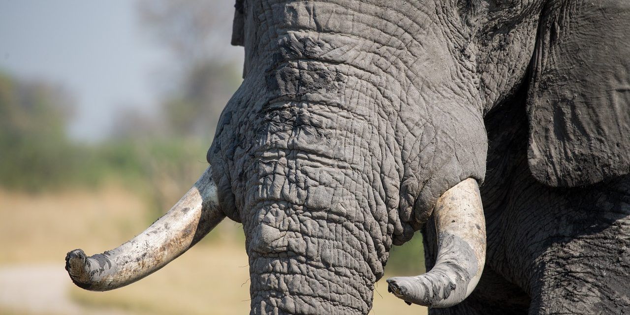 UK Proposes a New, Stricter Ban On Ivory