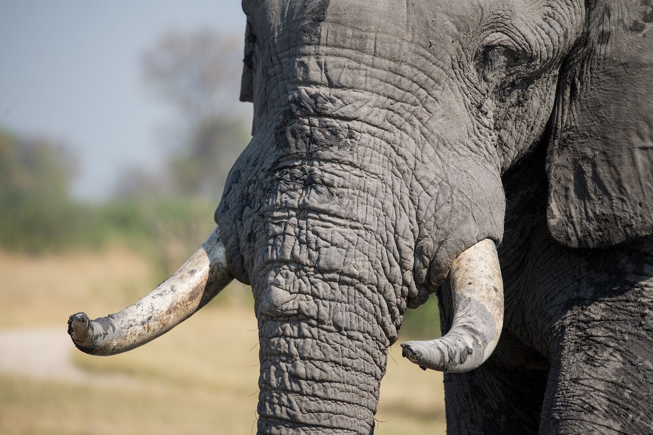 Poachers seek elephant tusks for ivory trade.