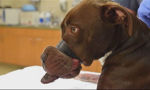 Man Who Taped Caitlyn the Dog’s Mouth Shut Has Been Denied Parole