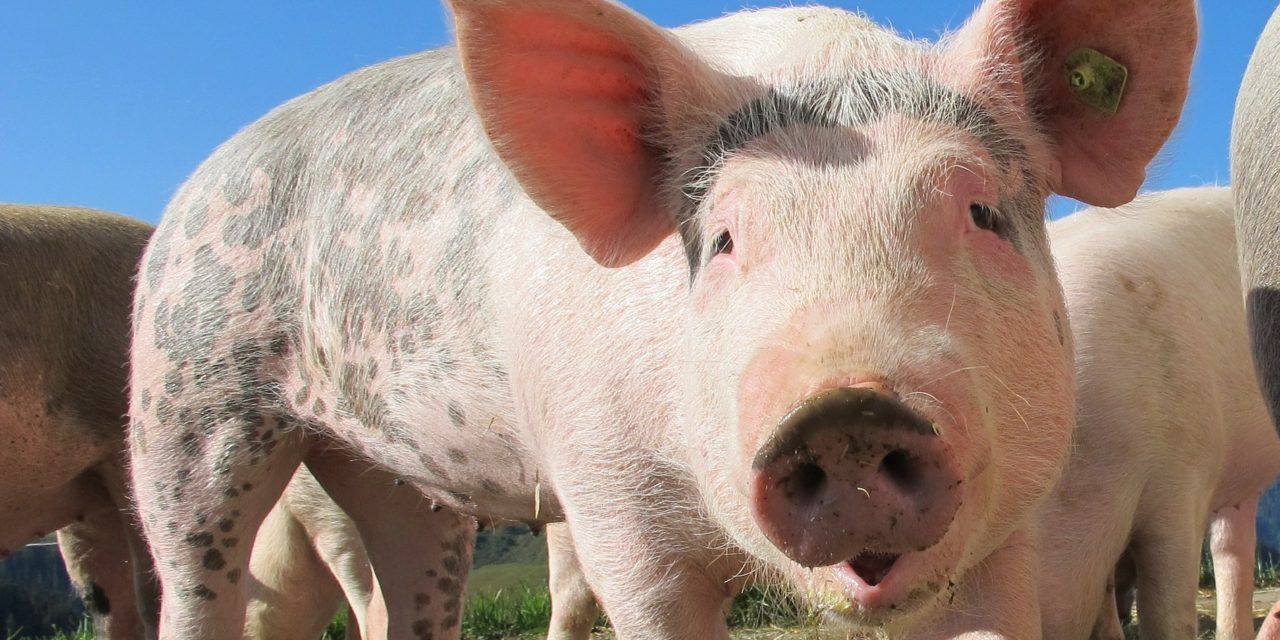 close up of a pig in the sun