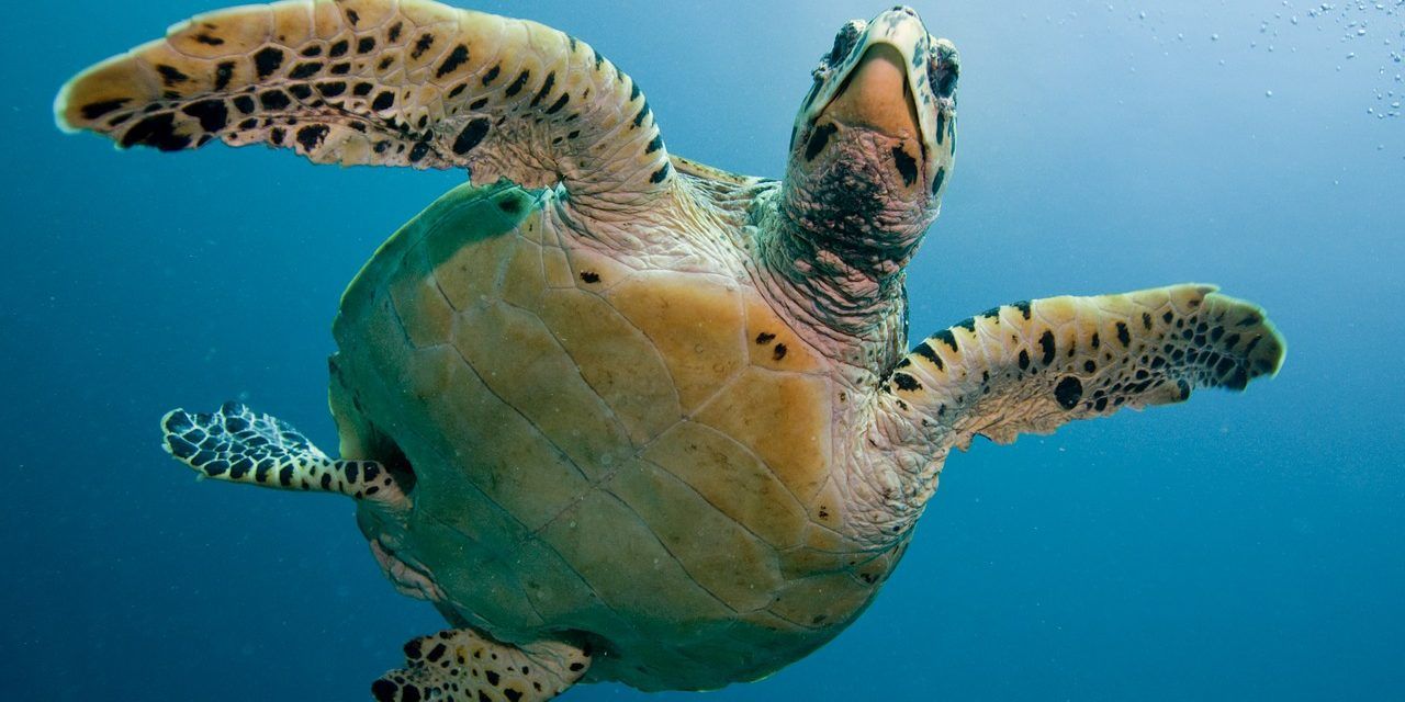 Sea turtle populations increase