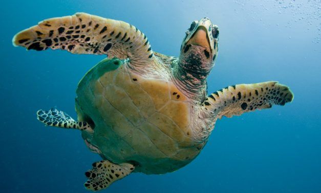 After Decades of Effort, Sea Turtles Are Making a Comeback