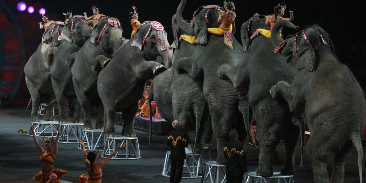 Victory! Italy Bans Animals in the Circus