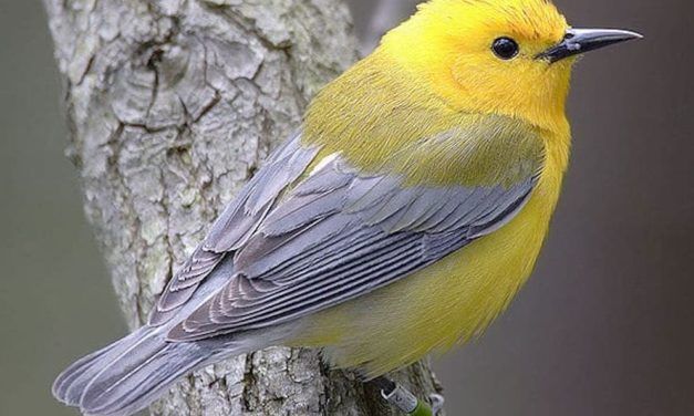 If This Dangerous Bill Passes, Industries can Kill America’s Birds Without Question