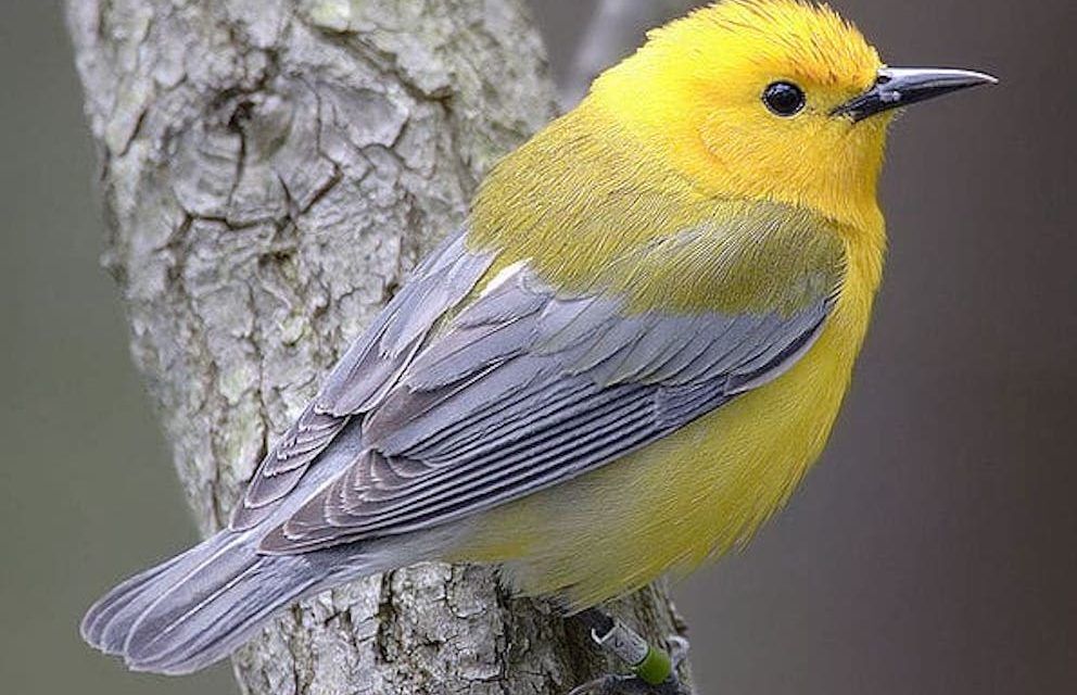 If This Dangerous Bill Passes, Industries can Kill America’s Birds Without Question