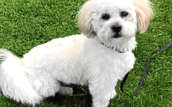Tiny Puppy Hailed ‘Hero’ After Scaring Away Burglar