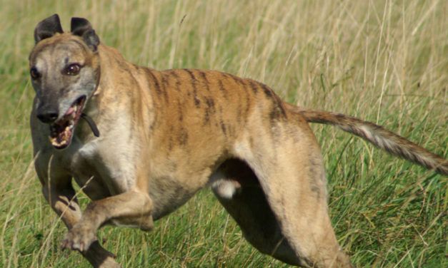 New Hope: Florida Proposes Ban On Cruel Greyhound Racing