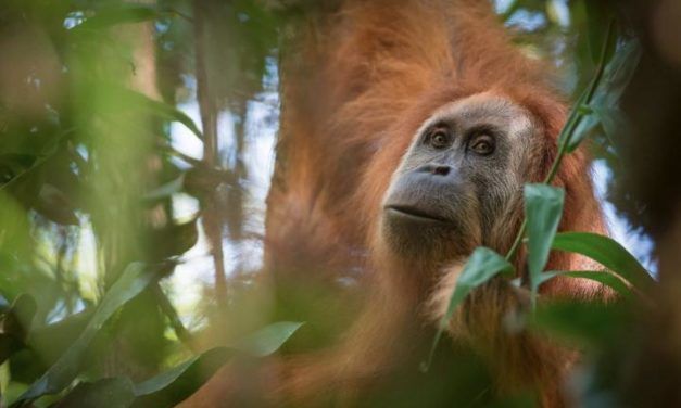 They’ve Just Discovered a New Orangutan Species, and It’s the World’s Most Endangered Ape