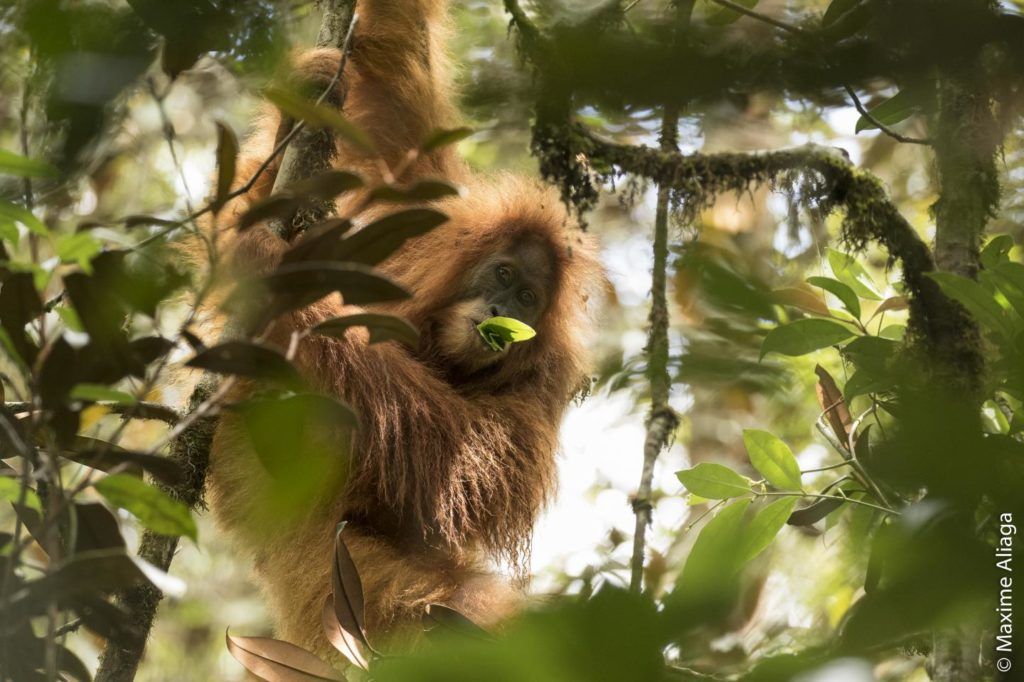 The Tapanuli orangutan munches on some leaves in the forests of Indonesia.