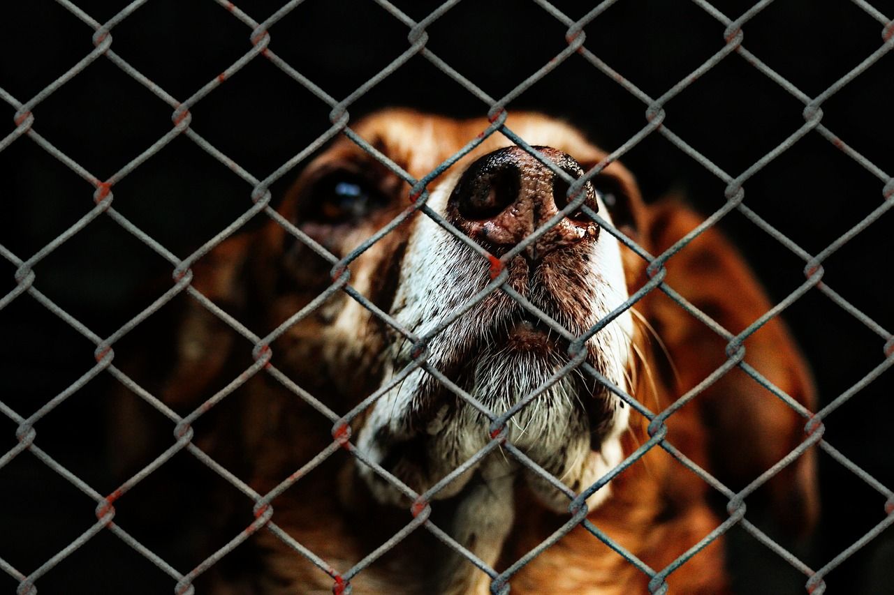 Dog in an an animal shelter.