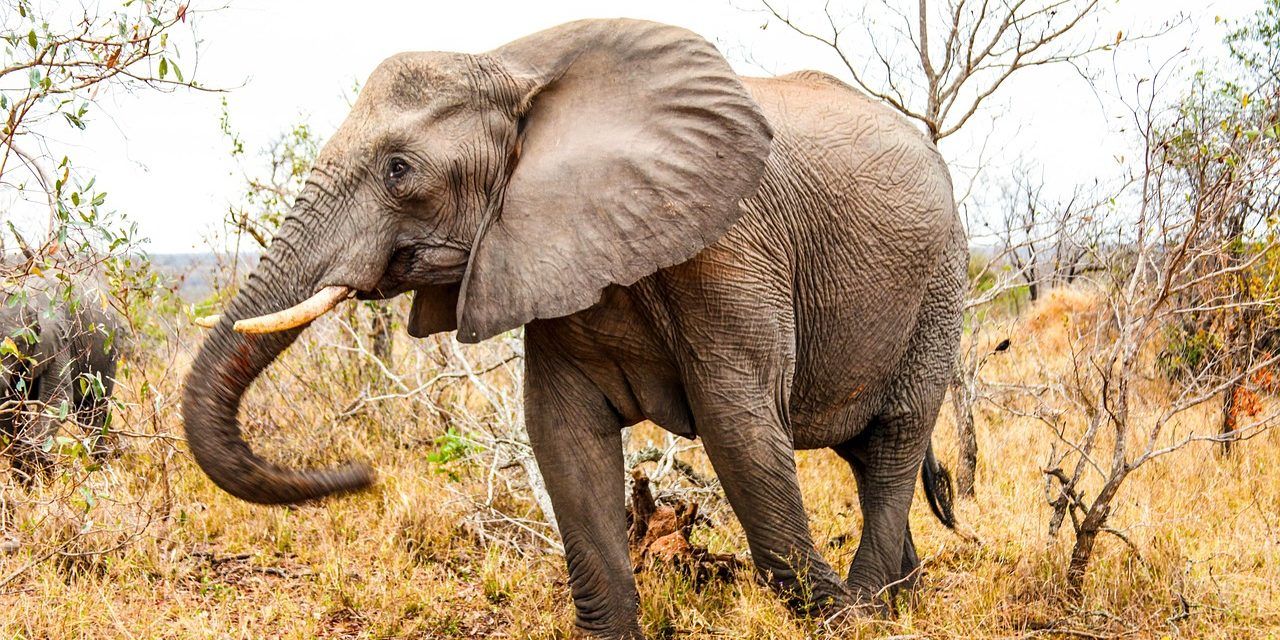 African Elephant walking through grass