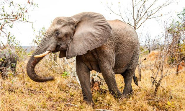 No, Trophy Hunting Does Not Help Save Endangered Species