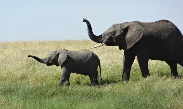 Progress: Elephant Poaching is Down for the 5th Year in a Row