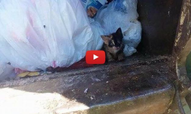 VIDEO: Trash Man Rescues the Tiniest Kitten Trapped in Garbage Truck