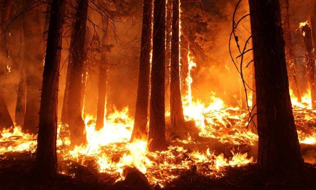 Recent Wildfires and Hurricanes are Pushing Endangered Animals to Extinction