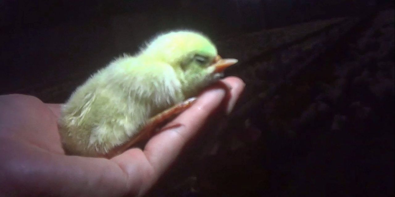deformed baby chick