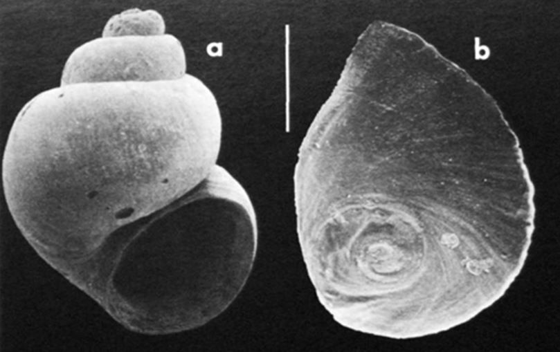 Beaverpond Marstonia, Georgia Snail goes extinct.