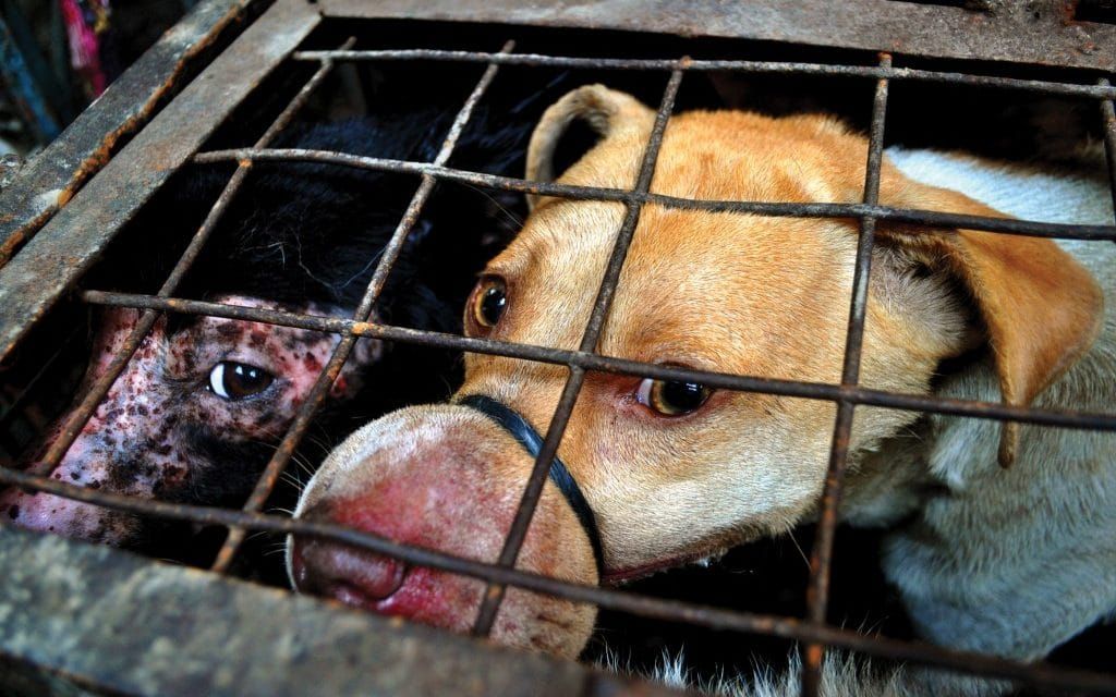 dog in cage, dog meat