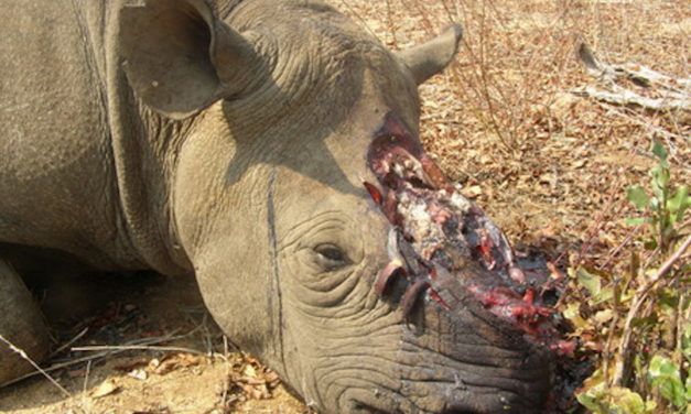 Report: African Rhino Poaching Jumped A Staggering 9,000 Percent in Just 7 Years