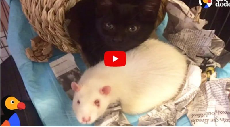 cat and rat friends