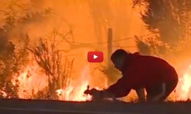 Heroic Man Risks Burning to Save Rabbit from California Wildfire