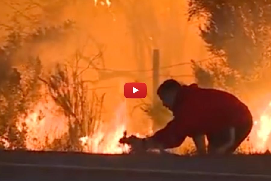 man saves rabbit from fire