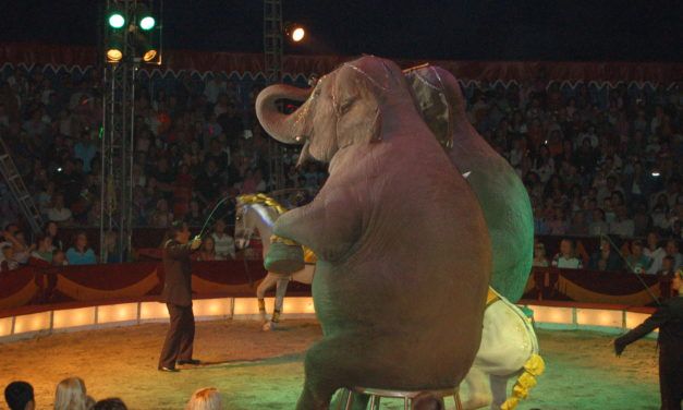 Good News for Elephants! Paris Moves to Ban Animals in the Circus