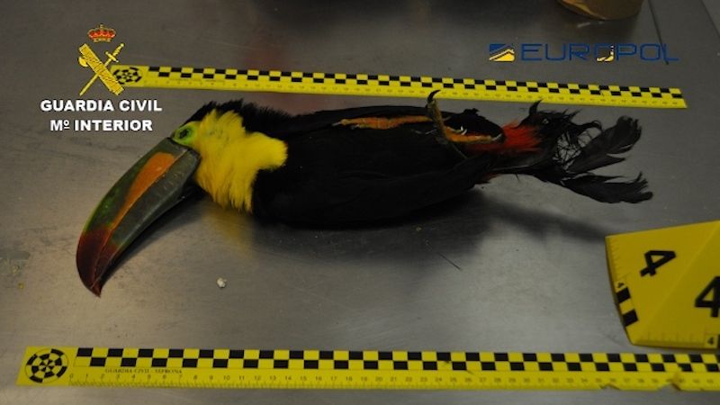 bird siezed in anti smuggling operation Sukazu
