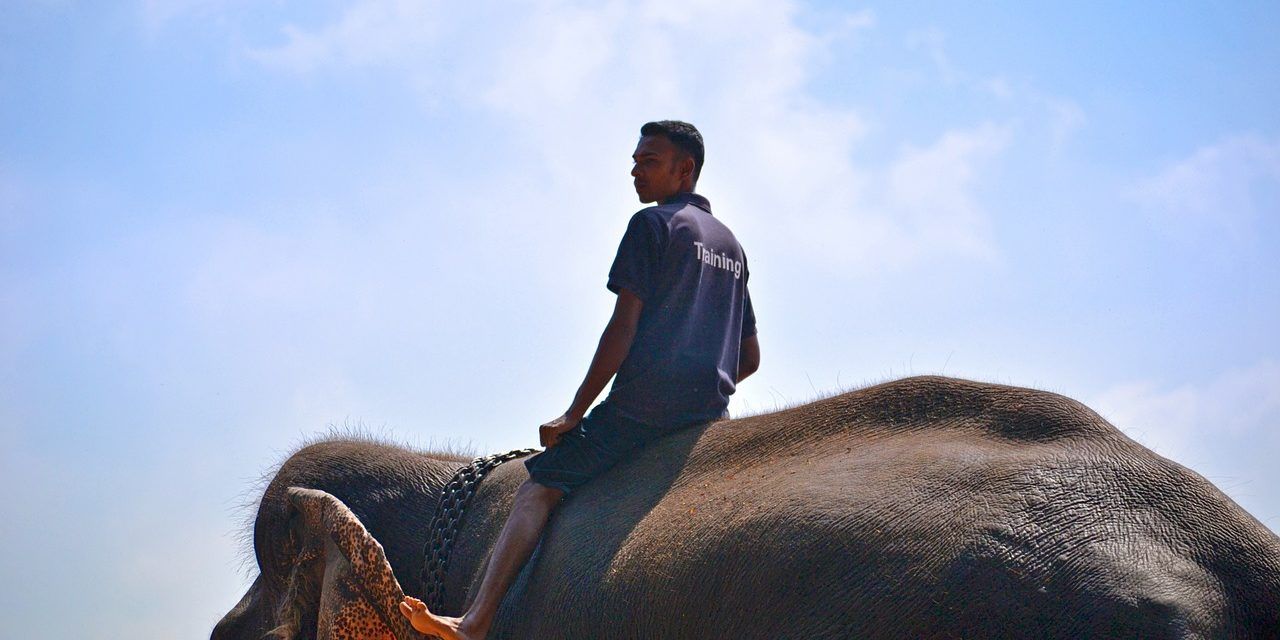 Man riding an elephant to train it for tourism.
