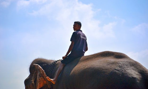 Undercover Video Shows Elephant Beaten Until His Leg Breaks in Cruel Tourism ‘Training’