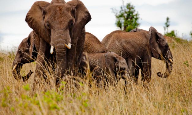 Anti-Poaching Efforts Work! Kenya’s Elephant Population is On the Rise