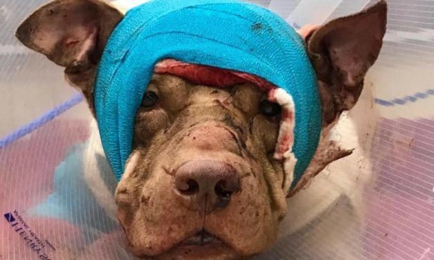 Justice On the Way: Ollie the Pit Bull’s Murderer Faces 17 Counts of Animal Cruelty