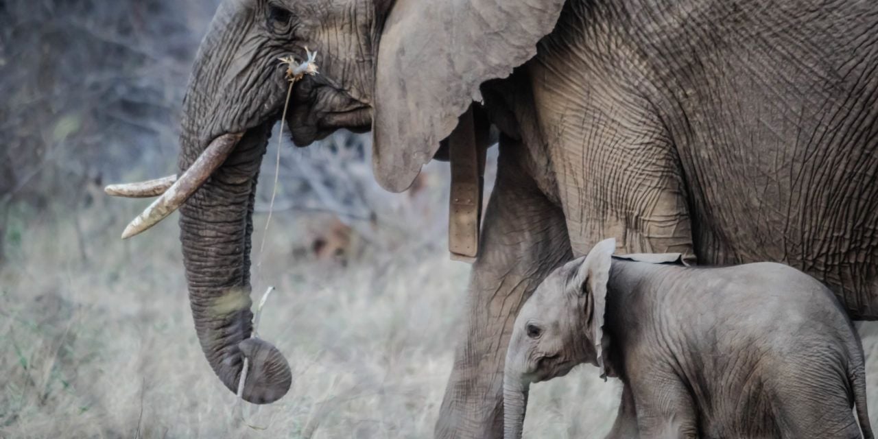 African elephant and her baby walking through savannah