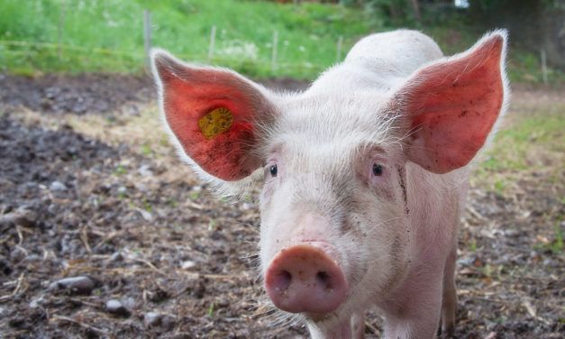 The USDA Wants to Strip Animal Cruelty Standards from the Organic Label