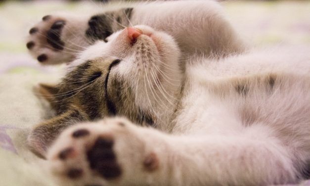 Nova Scotia Is Now the First Canadian Province to Ban Cat Declawing
