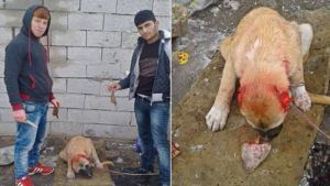 Men in Turkey who tortured a dog, punished by a fine.