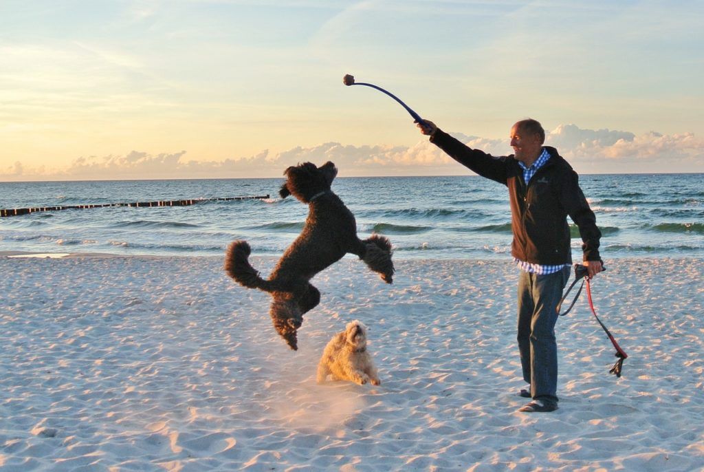 Man playing fetch with a dog on the beach.