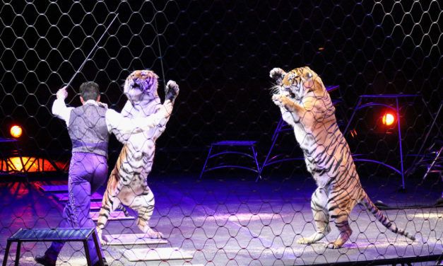 Scotland Becomes First UK Country to Ban Wild Animals in Circuses
