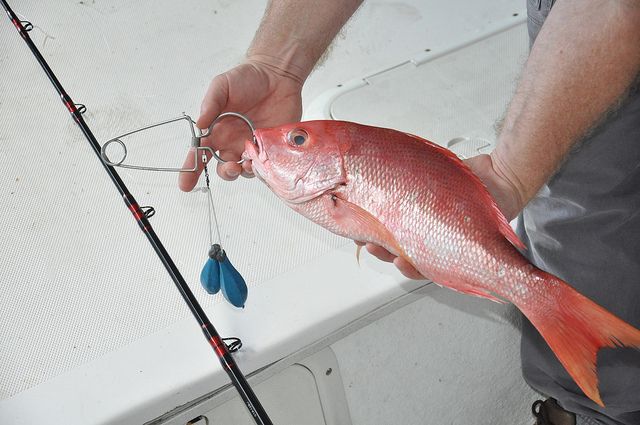 The red snapper is at risk from over fishing