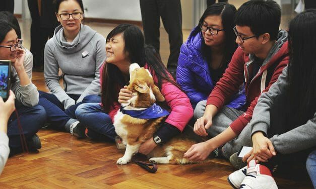 Chinese High Schools Will Finally Teach Animal Welfare