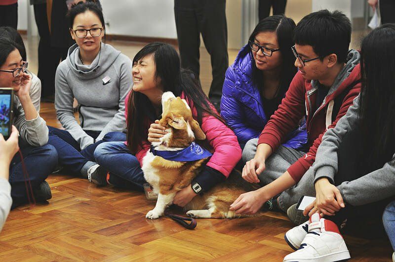 Chinese High Schools Will Finally Teach Animal Welfare