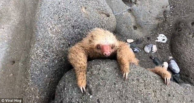 Baby sloth trapped between rocks moments before rescue