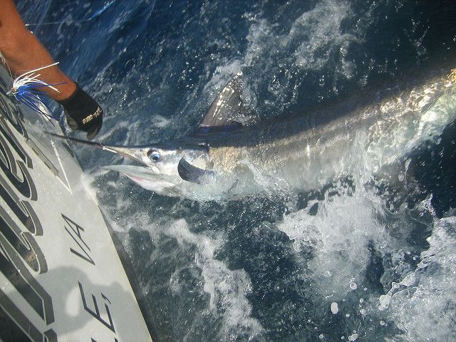 White marlin is at risk from over fishing