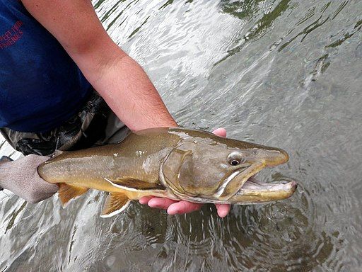The Bull trout fish is at risk from over fishing