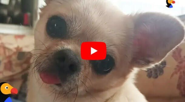 adorable rescued chihuahua is SO excited to go for walks