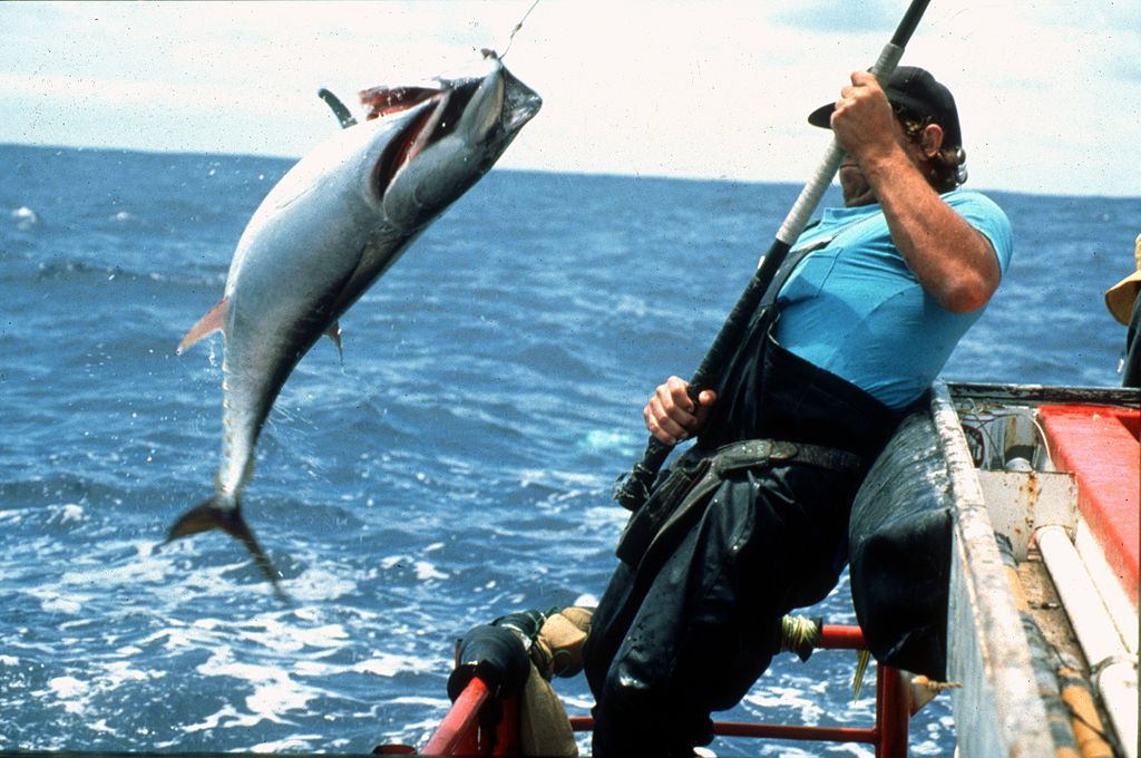 Angler catching bluefin tuna while fishing