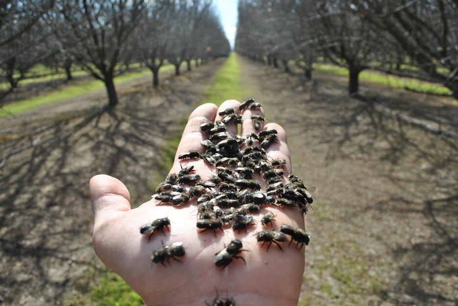 Many forms of pesticide are fatal to the bees, like these ones, that pollinate California's almond orchards