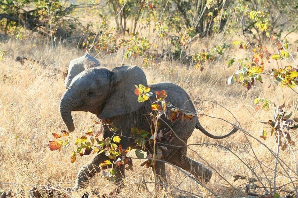 happy baby elephant