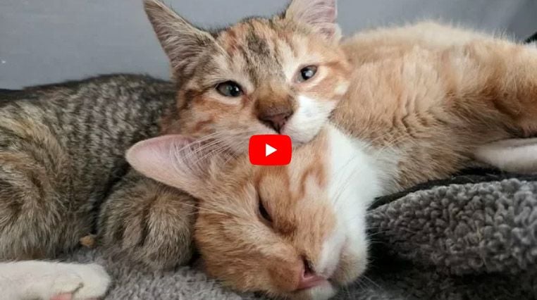 kittens rescued from freezing streets overcome rare chromosomal abnormality by looking after each other