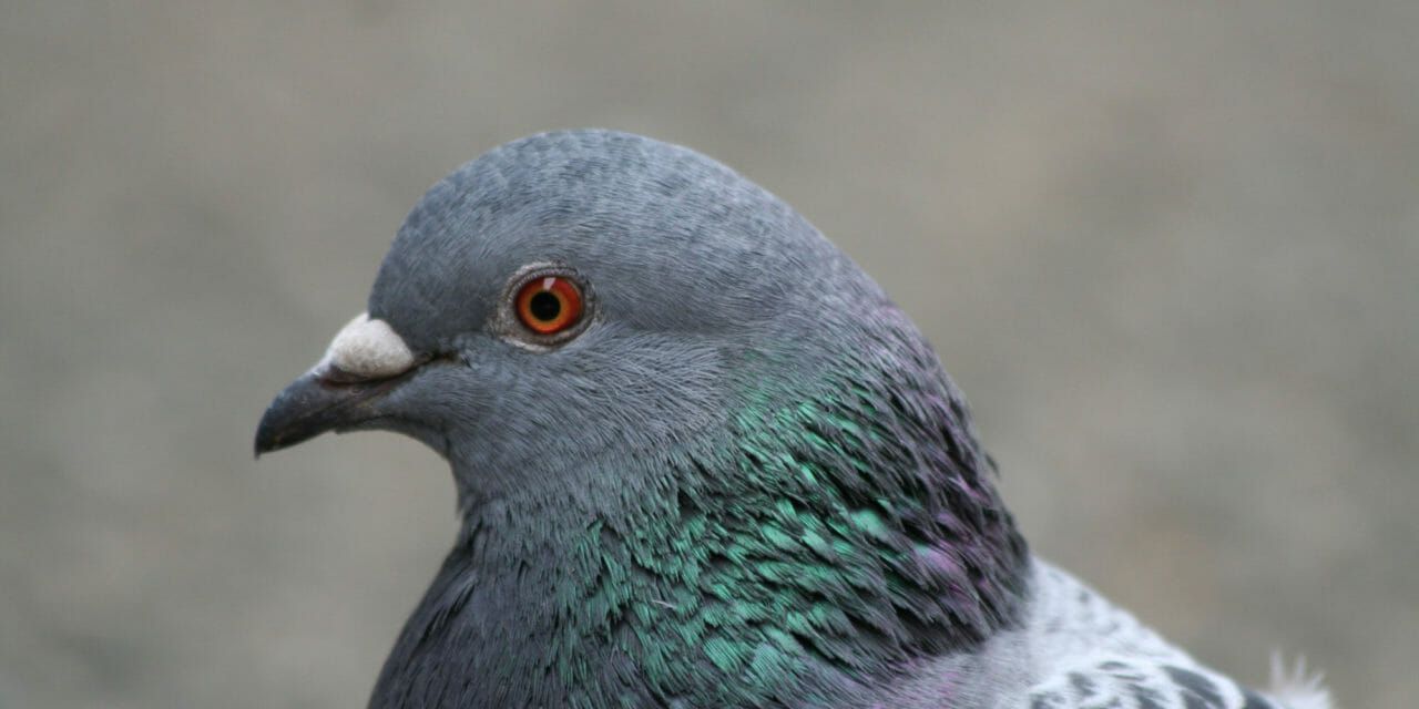 Company Caught Drowning Live Pigeons Now Faces 25 Animal Cruelty Charges